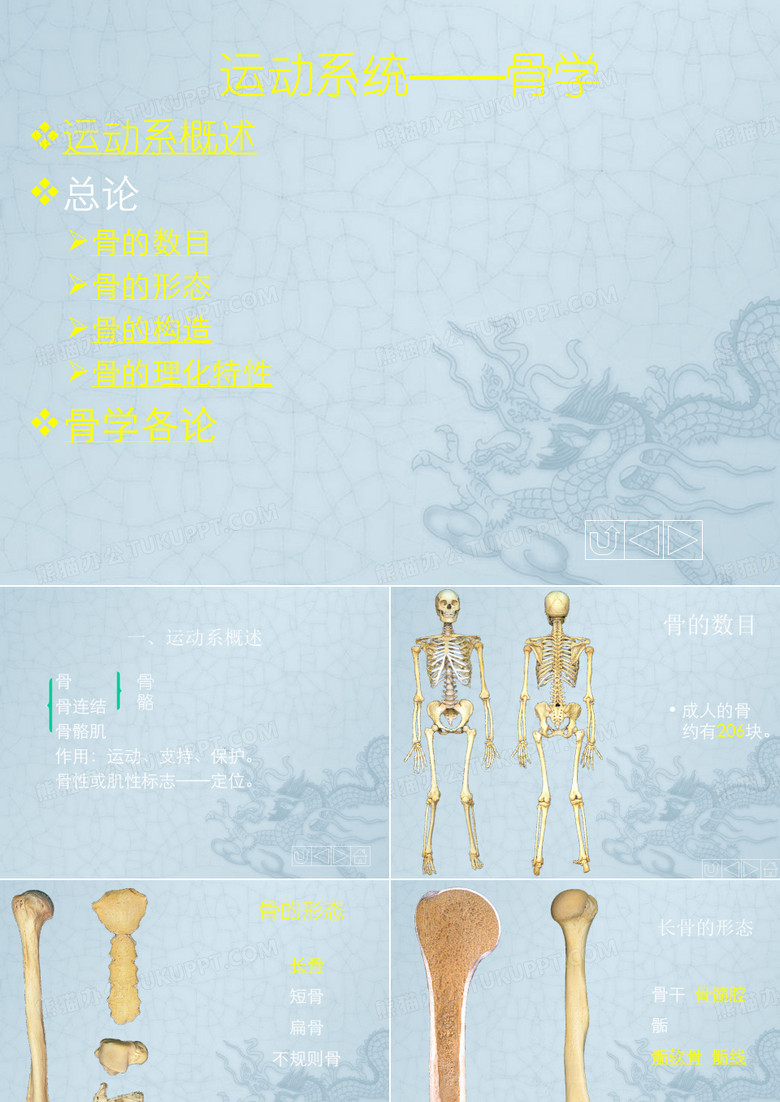 运动系统——骨学