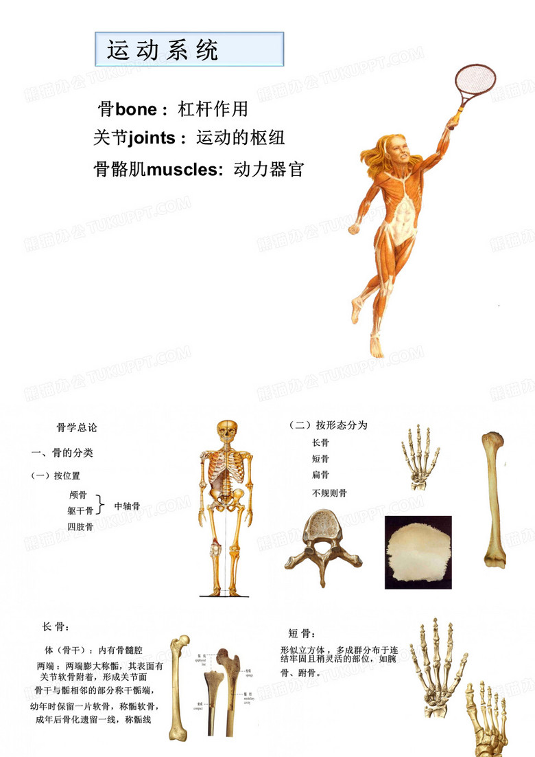 骨学总论