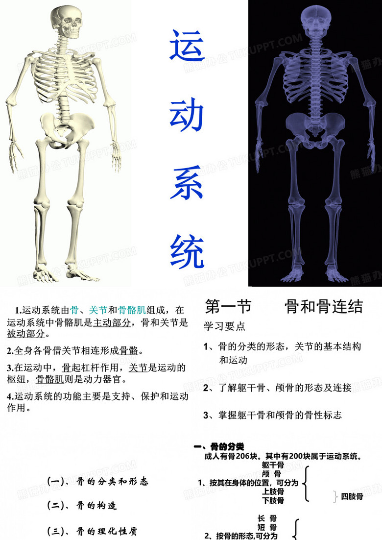 2骨学new