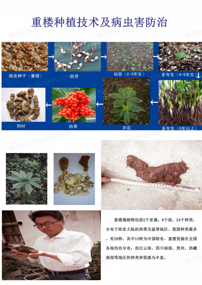 《重楼种植技术及病虫害防治》ppt