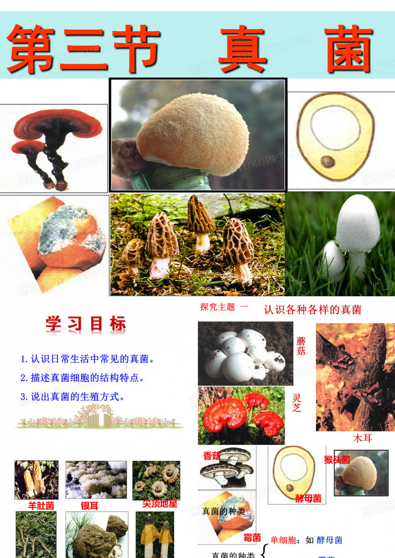 第三节 真菌