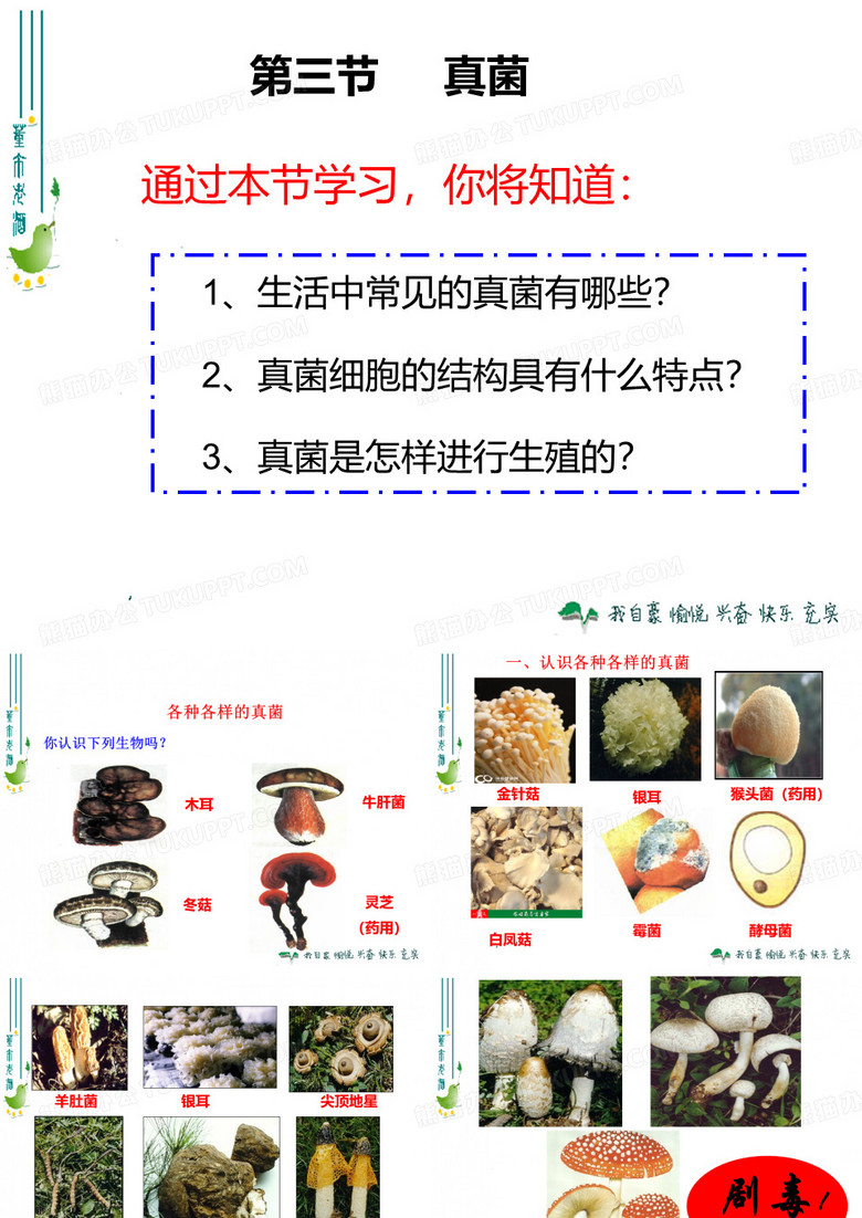 第三节_真菌