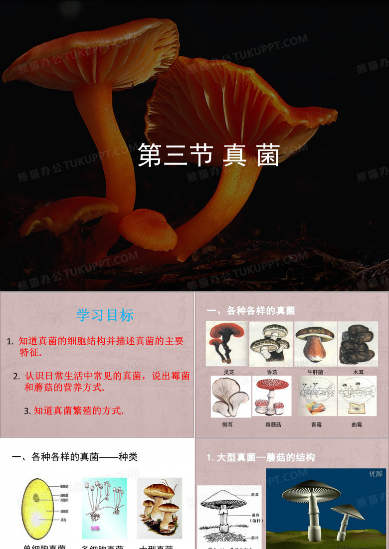 第三节 真菌