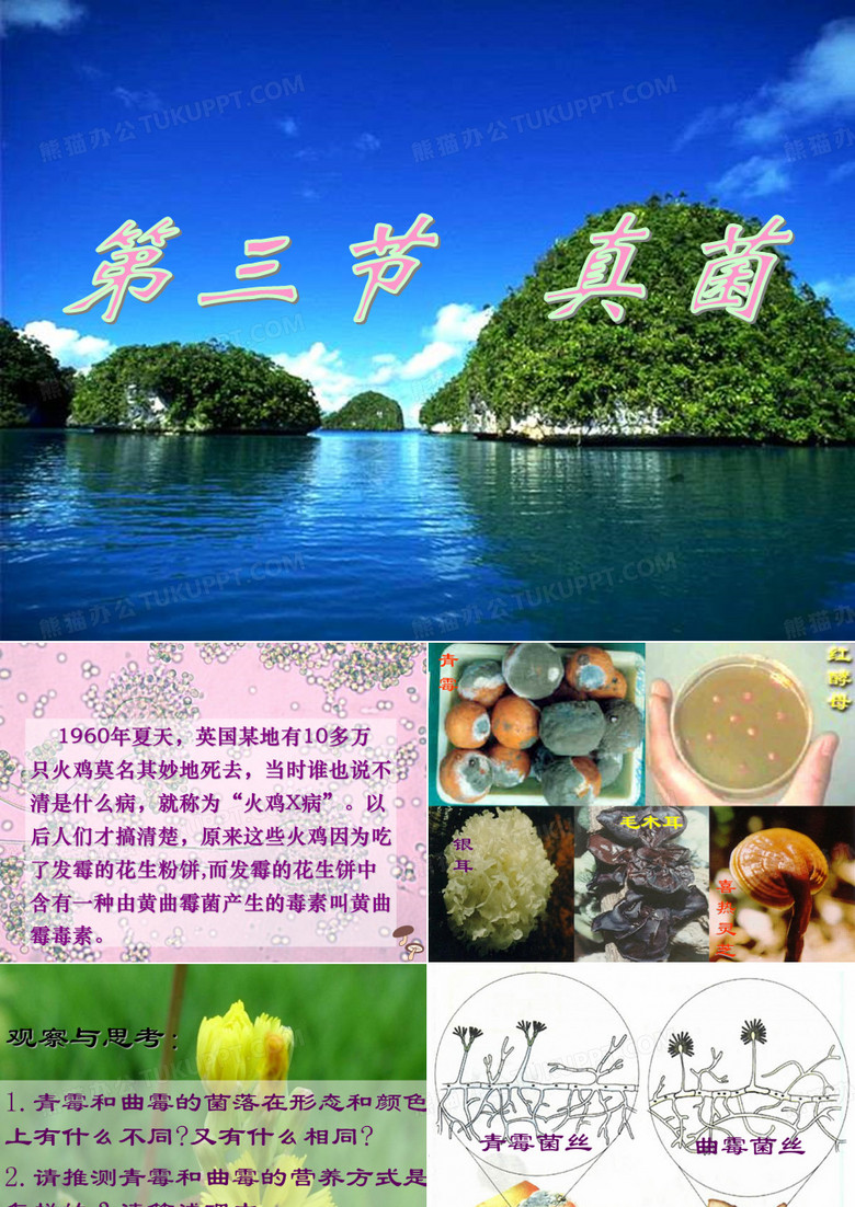 第三节   真菌