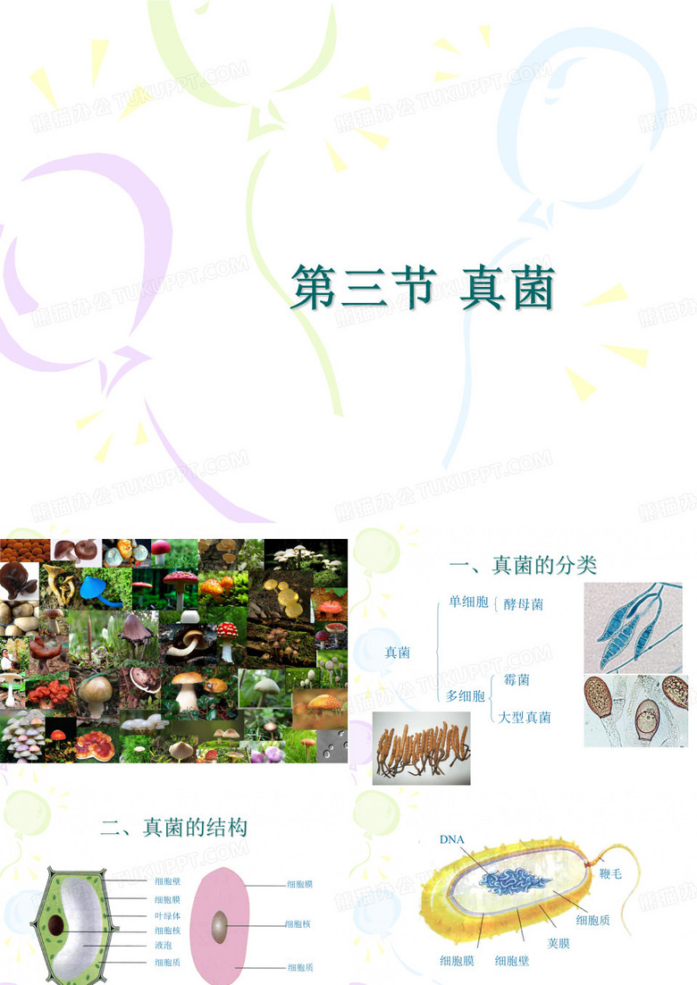 第三节_真菌