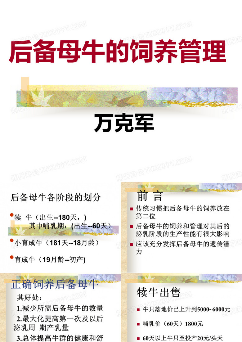 后备母牛的饲养管理a