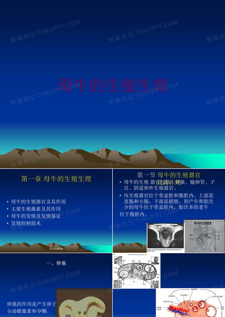 母牛的生殖生理培训课件