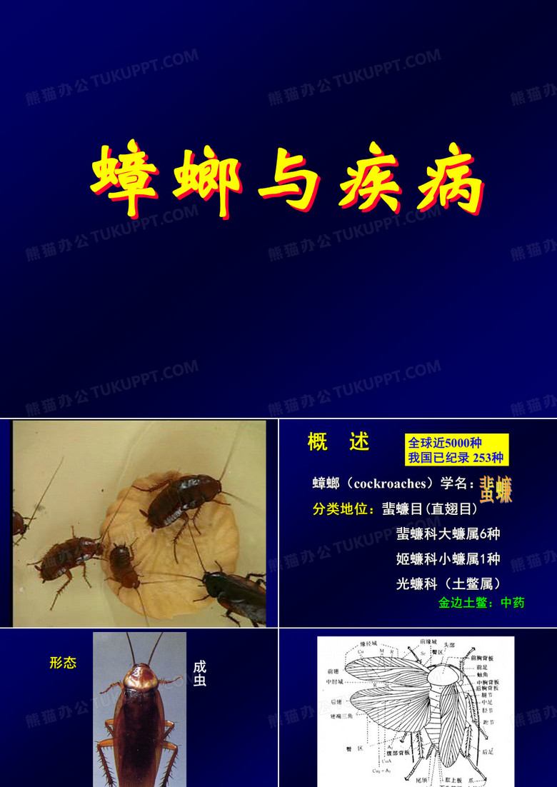 蟑螂与疾病