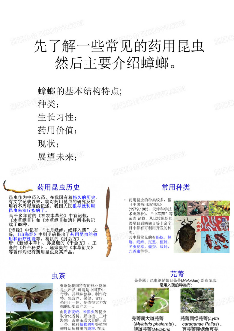 蟑螂的介绍