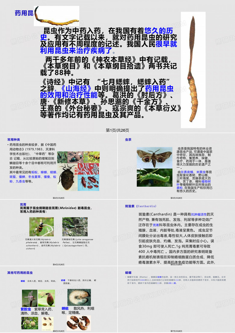 蟑螂的介绍PPT课件