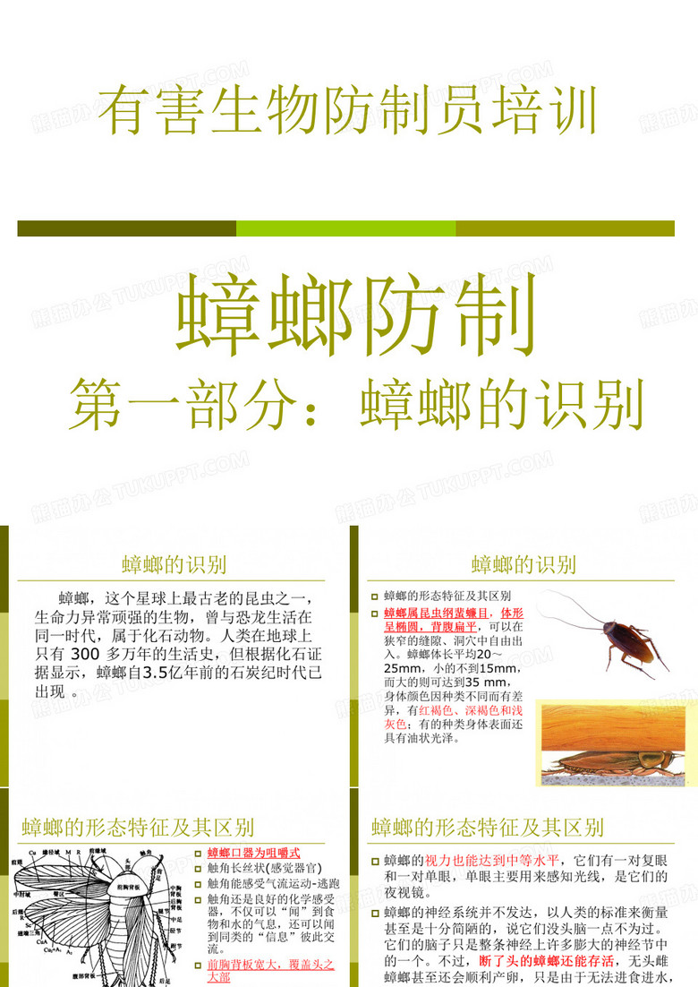 有害生物防制员蟑螂防治之蟑螂的识别专题培训课件