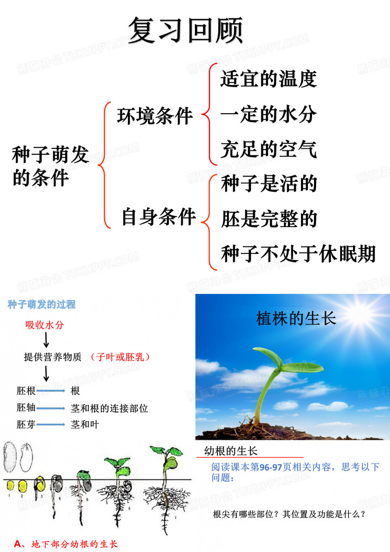 植株的生长
