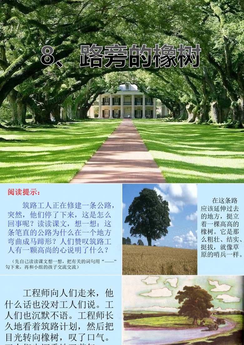《路旁的橡树》课件2