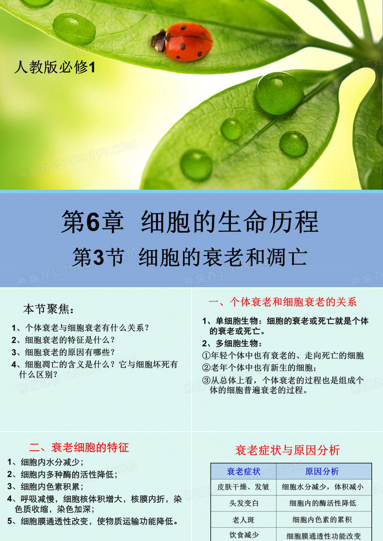 细胞的衰老和凋亡