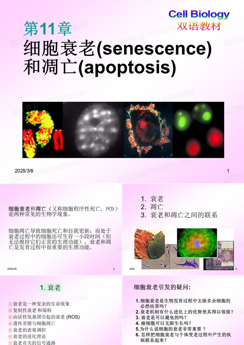 细胞衰老和凋亡