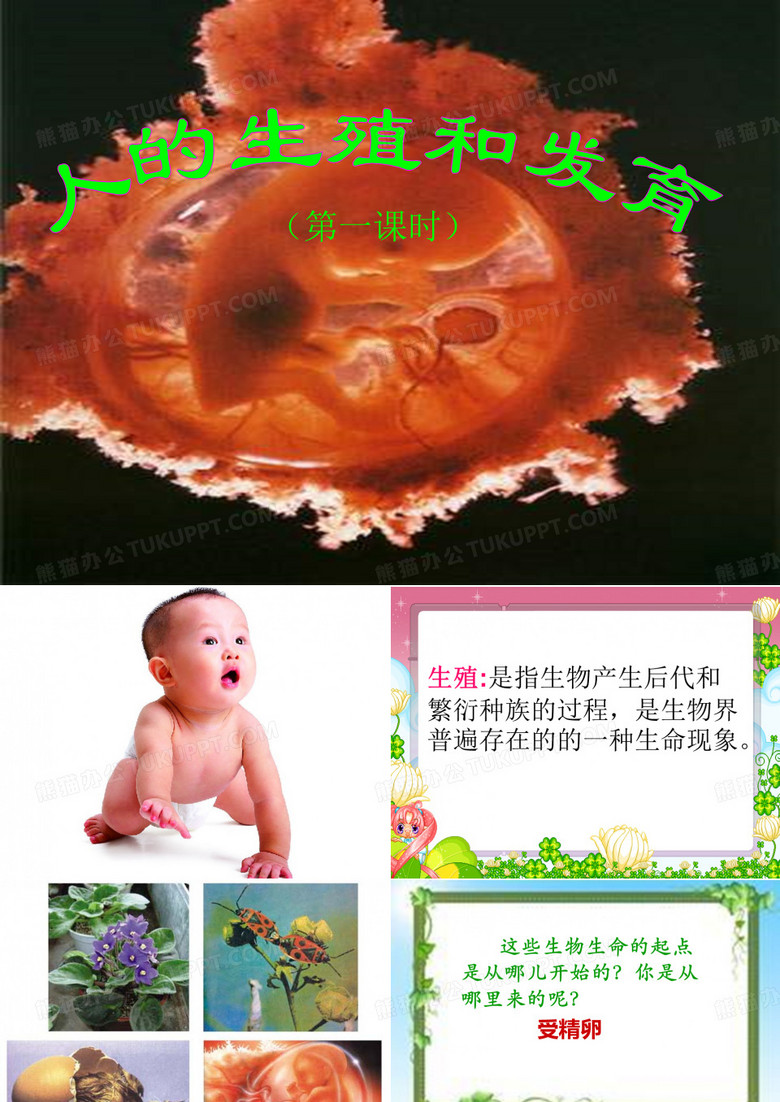 人的生殖和发育PPT