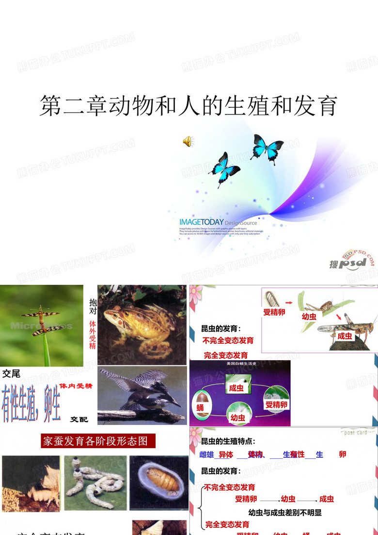 动物和人的生殖和发育