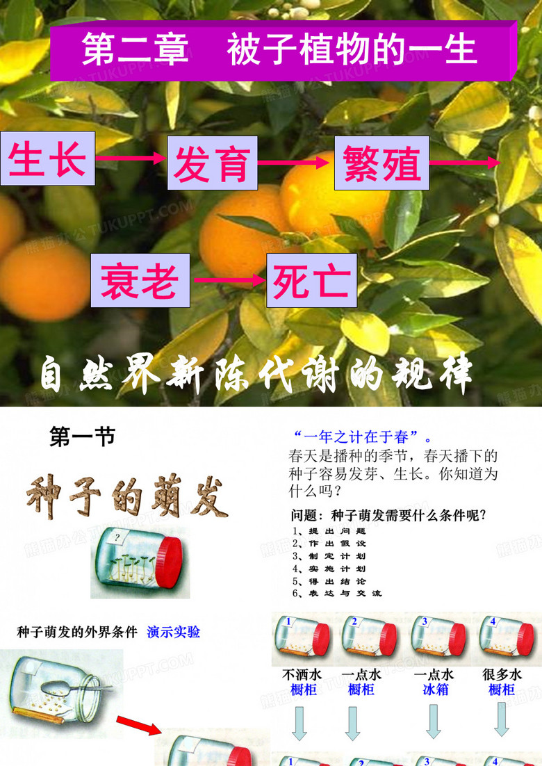 被子植物的一生