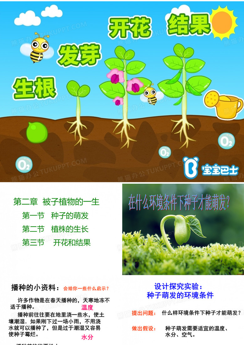 被子植物的一生