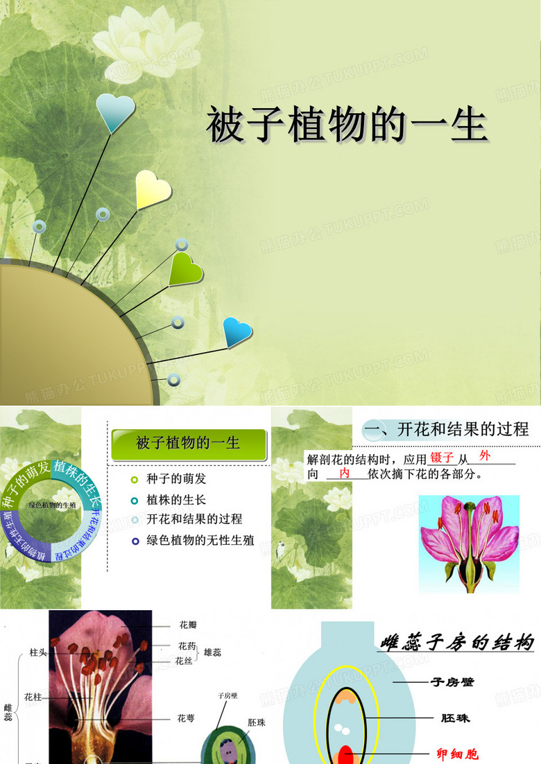 被子植物的一生ppt