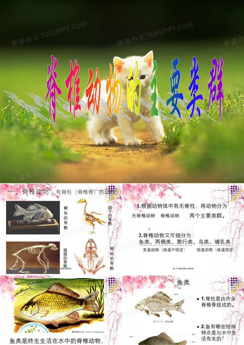 脊椎动物的主要类群