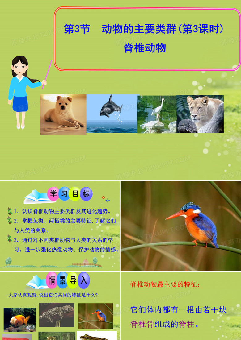 脊椎动物主要类群