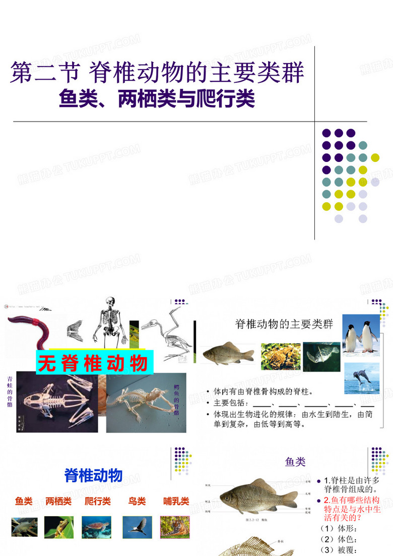 脊椎动物主要类群