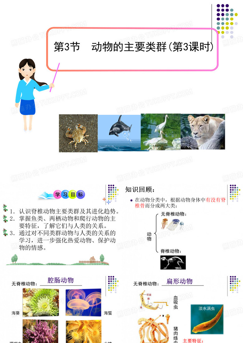 脊椎动物的主要类群(公开课)