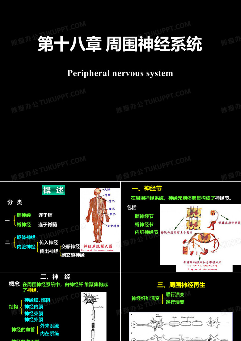 神经系统解剖学