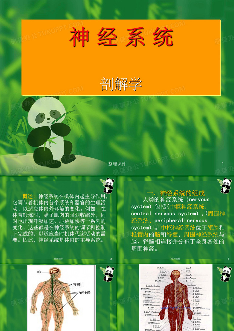 神经系统解剖学