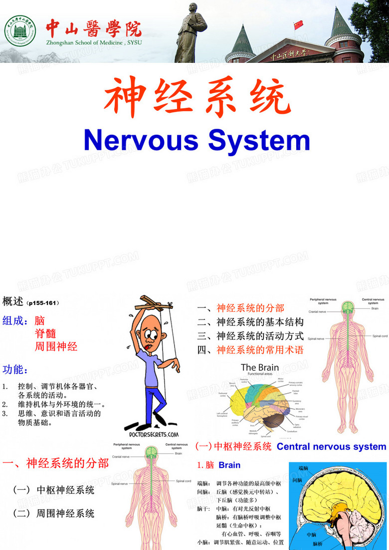 人体解剖学：神经系统