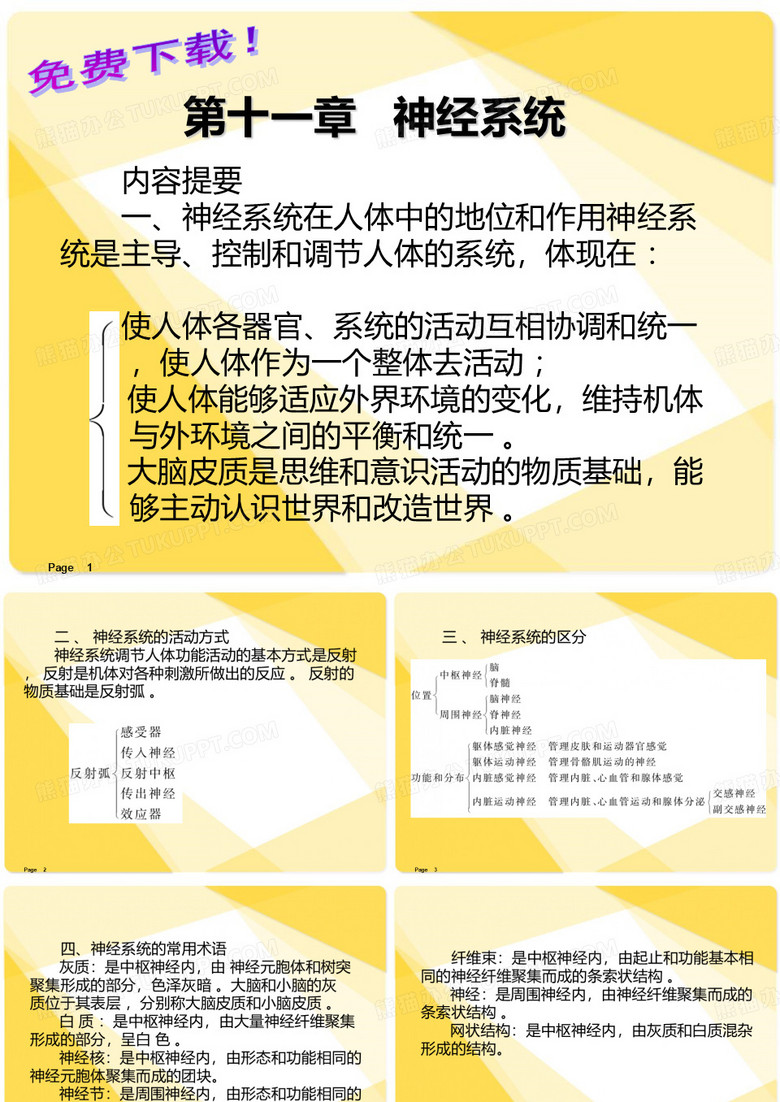 解剖学课件神经系统