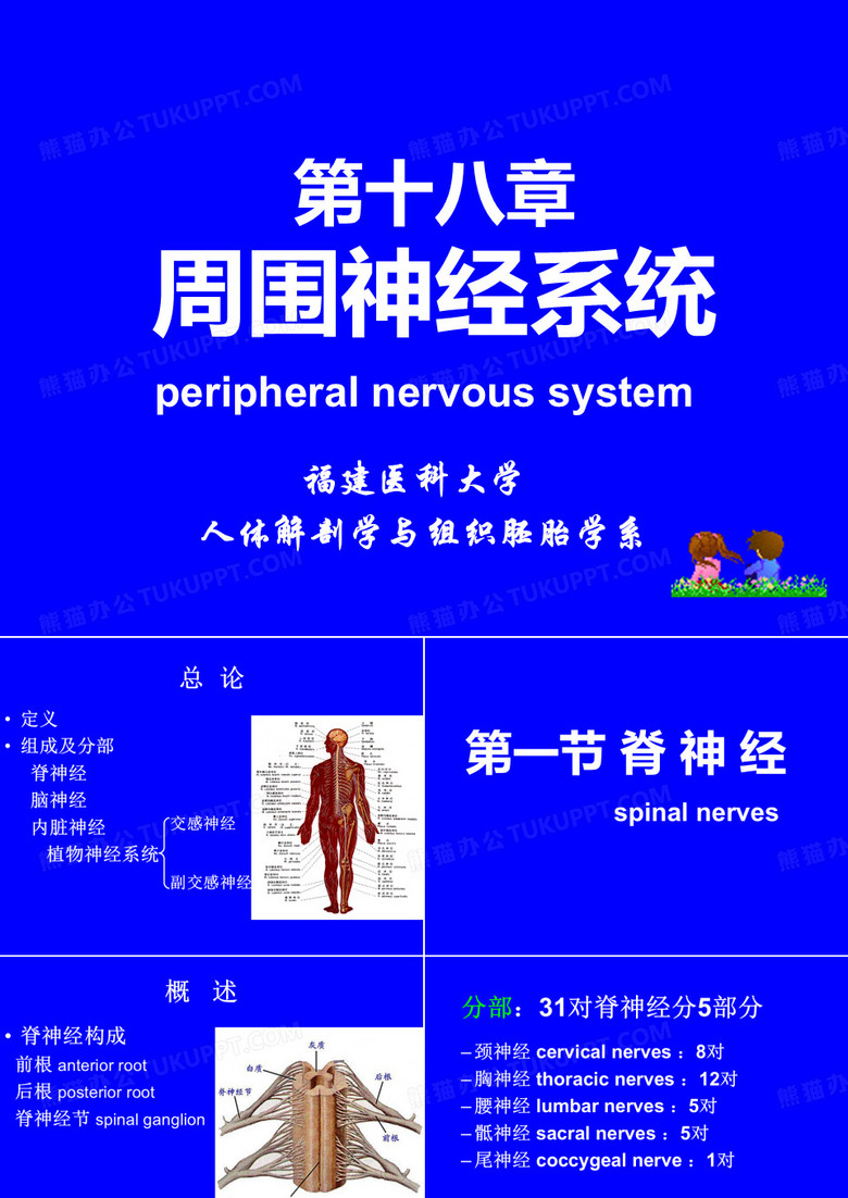 周围神经系统解剖学