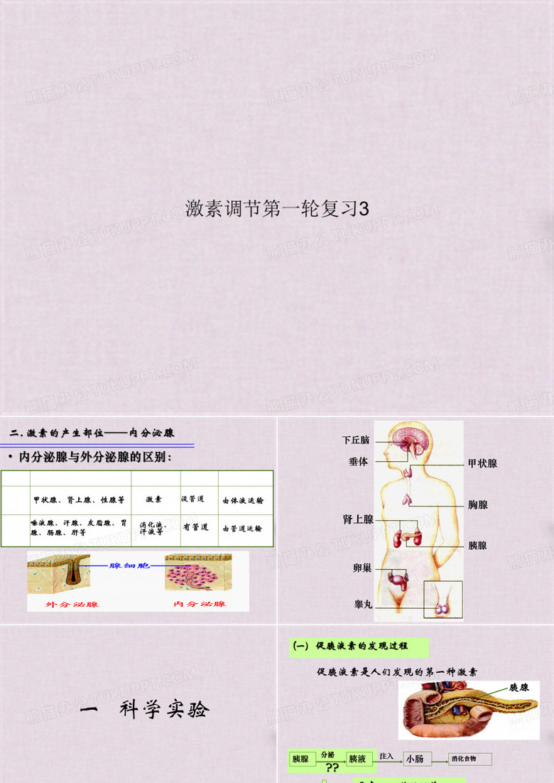 激素调节第一轮复习3(共59张PPT)