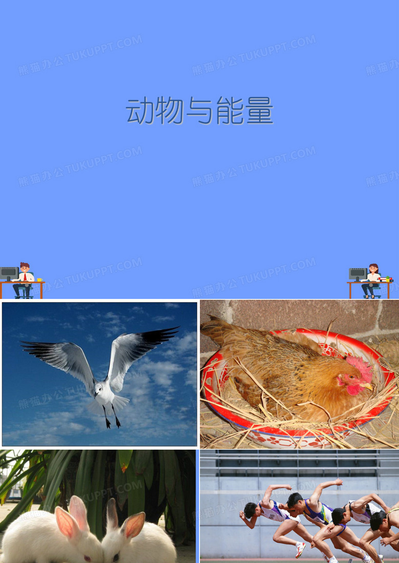 动物与能量.完美版PPT