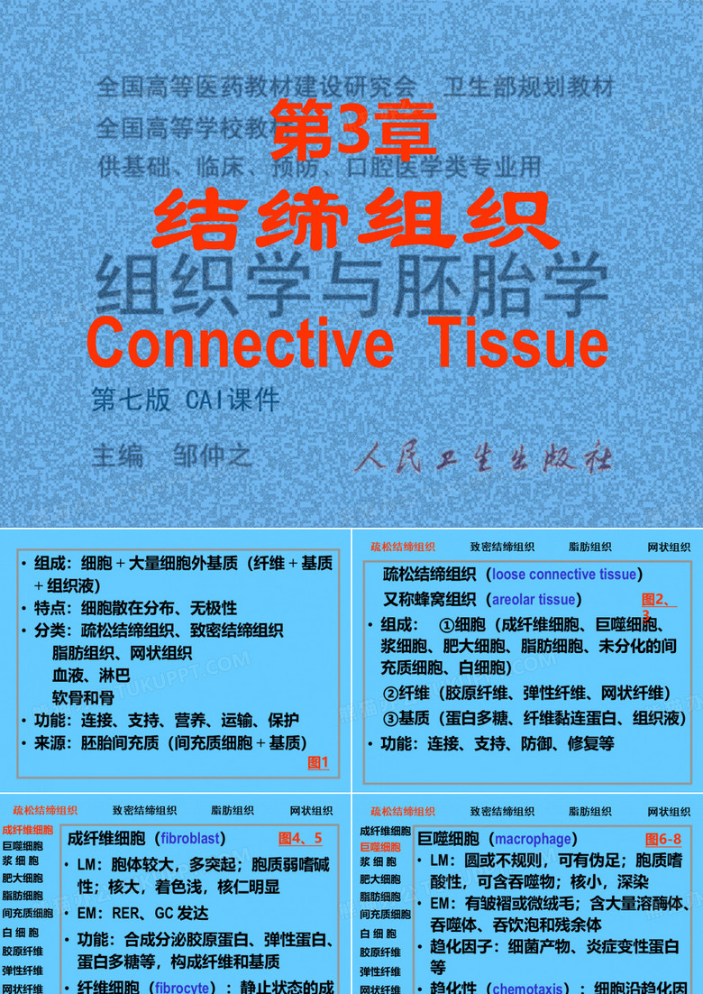 03结缔组织