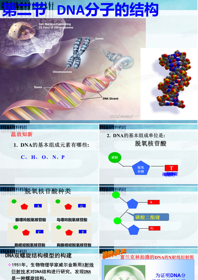 DNA分子的结构