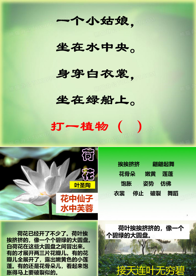 荷叶挨挨挤挤的ppt课件