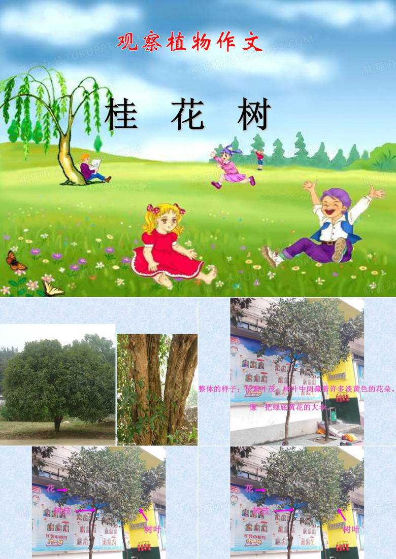 写植物作文指导——桂花树 ppt课件
