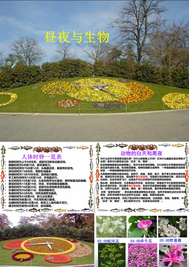 2017最新青岛版(五四制)科学《昼夜与生物》课件