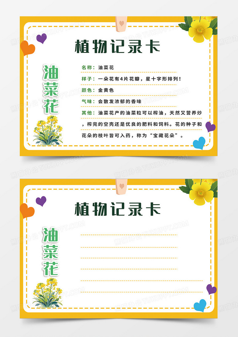 橙色简约油菜花植物记录卡小报手抄报