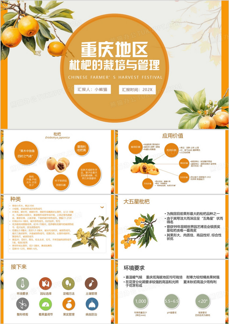橙色简约风枇杷的栽培与管理PPT模板