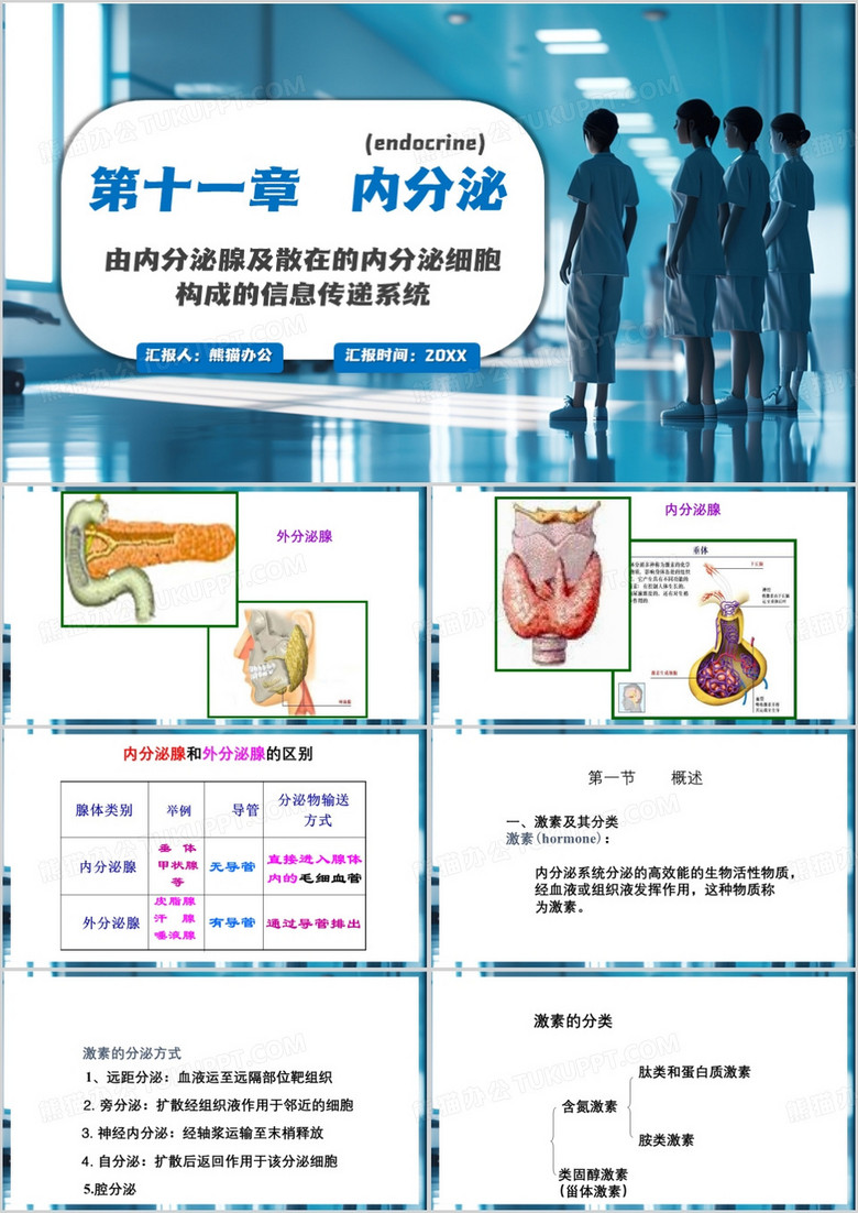蓝色简约风医学生理学内分泌PPT模板