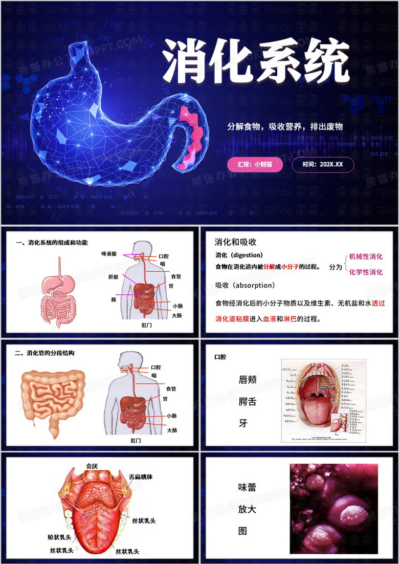 蓝色简约风消化系统PPT模板