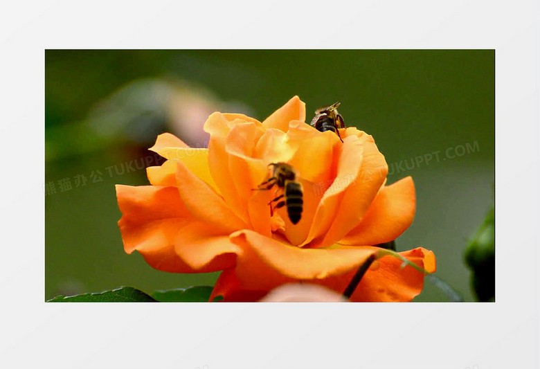 近距离拍摄白天蜜蜂在橙色玫瑰花上辛勤工作采蜜实拍视频素材