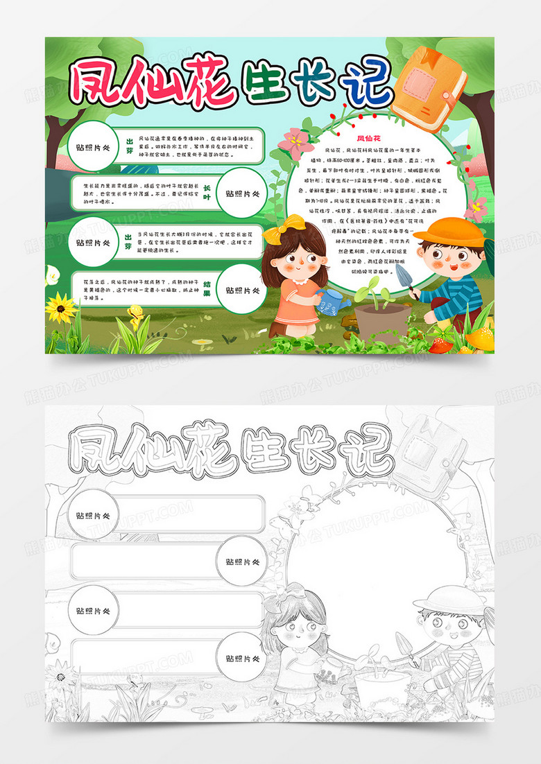 鳳仙花生長記手抄報(bào)