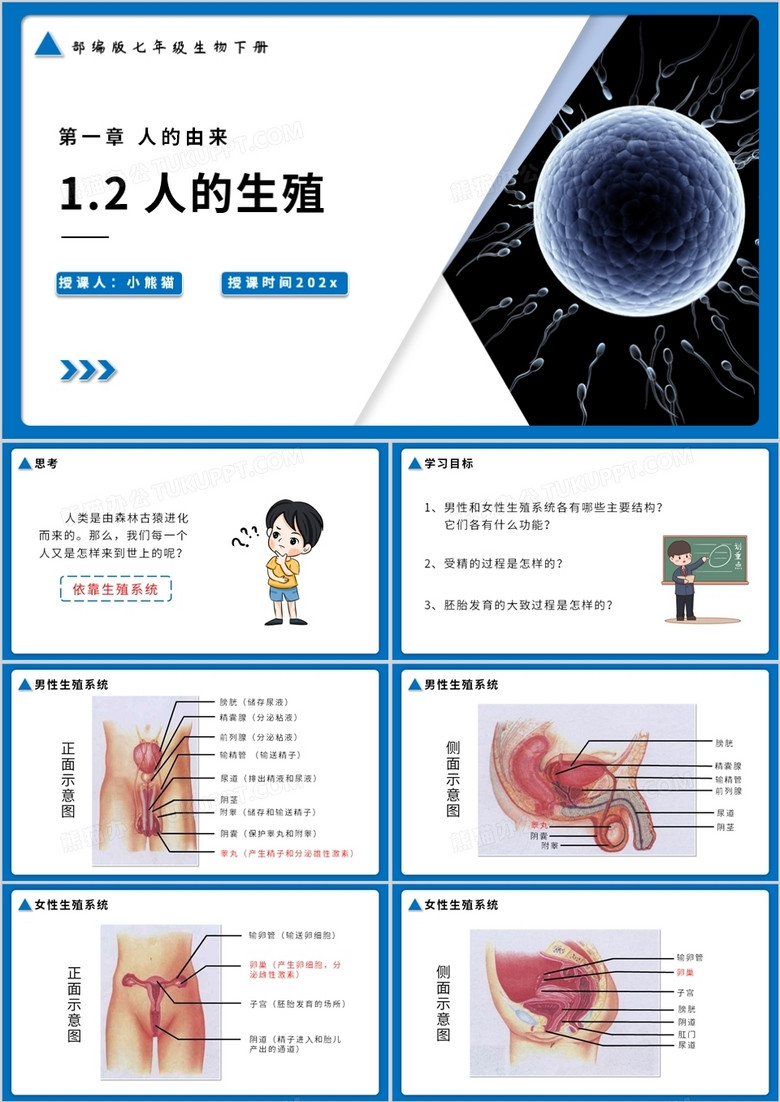 部编版七年级生物下册人的生殖课件ppt模板