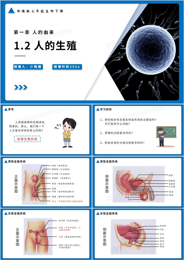 部编版七年级生物下册人的生殖课件PPT模板