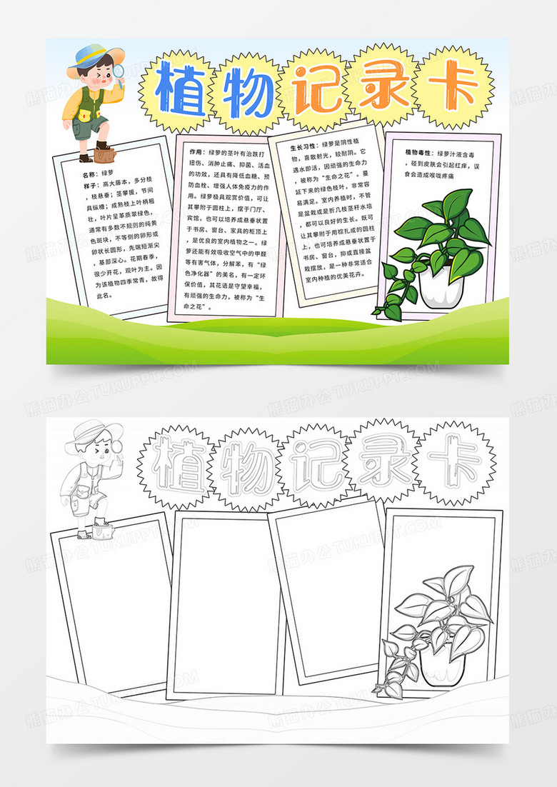 植物记录卡小报绿萝记录手抄报