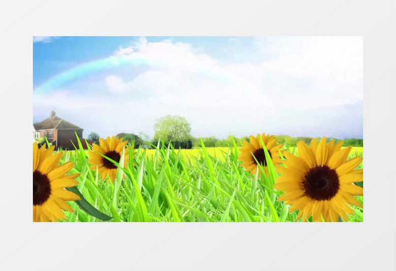 彩虹草地向日葵有音乐背景视频素材